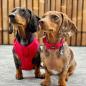 Preview: DOOG - Neosport Neoprene Dog Collar Red - Gr. L Preview: DOOG - Neosport Neoprene Dog Collar Red - Gr. L